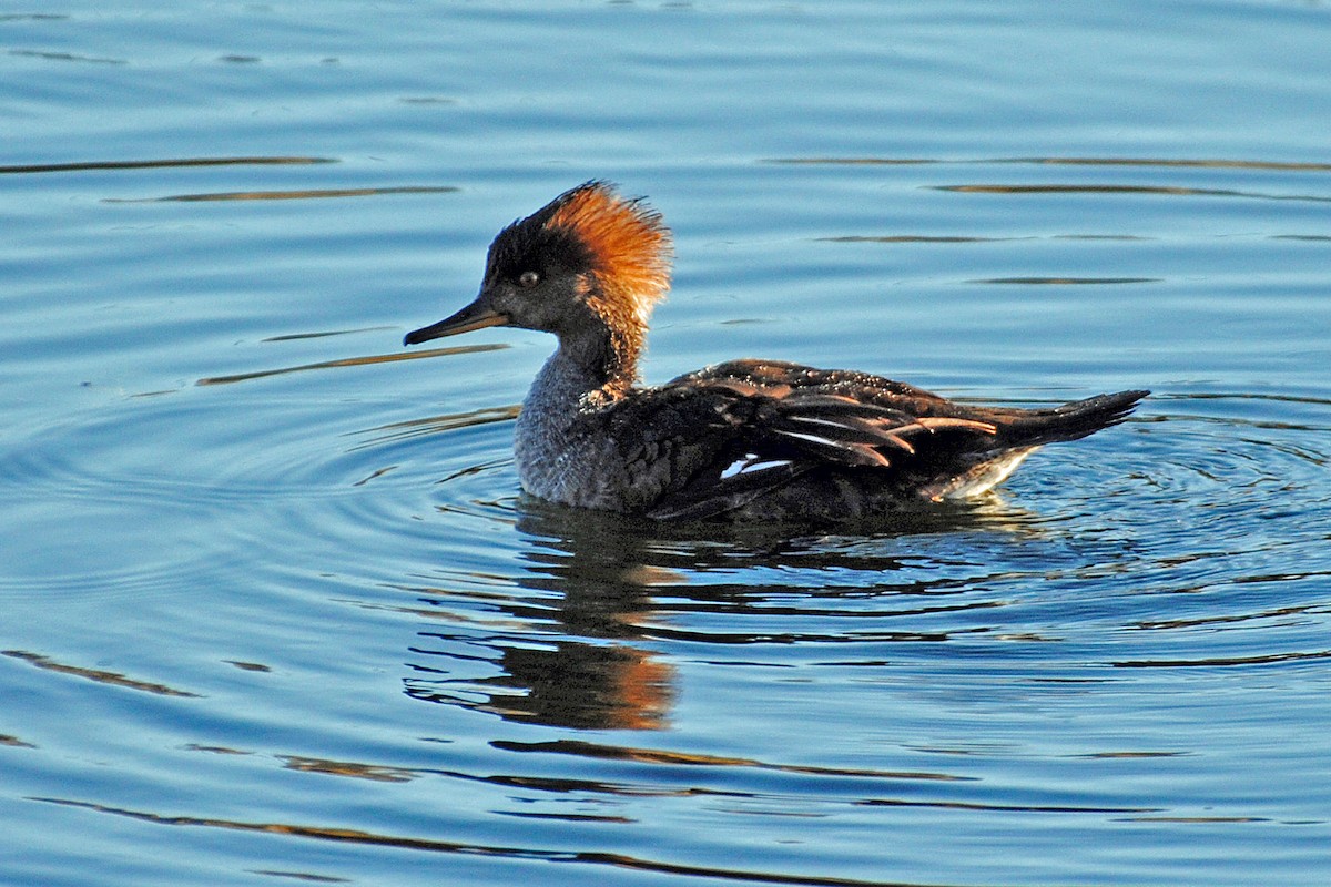 Hooded Merganser - ML611244395