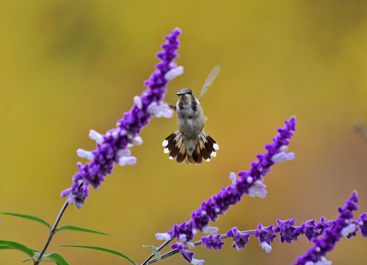 Black-chinned Hummingbird - ML611244411