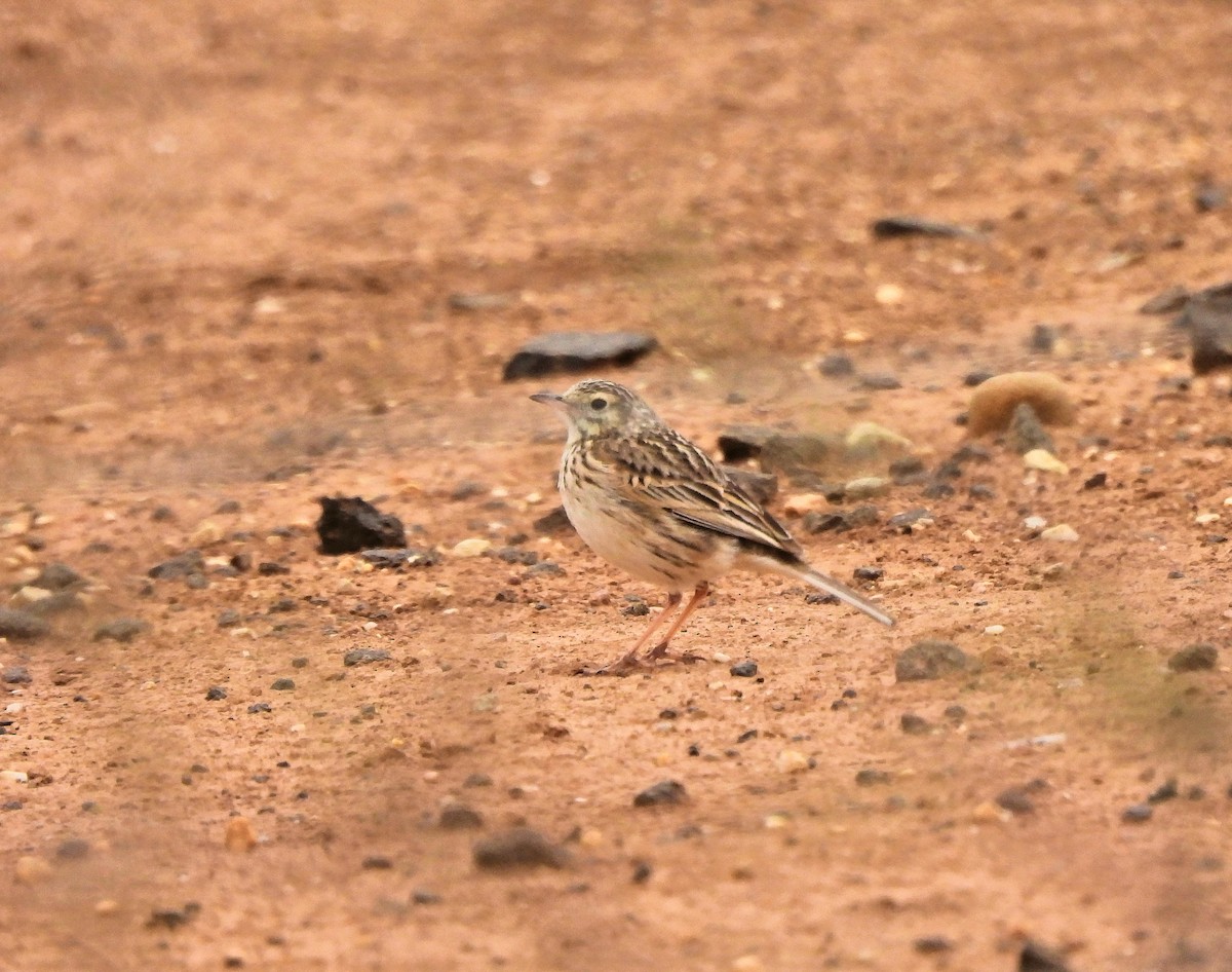 Australian Pipit - Jennifer (and Scott) Martin