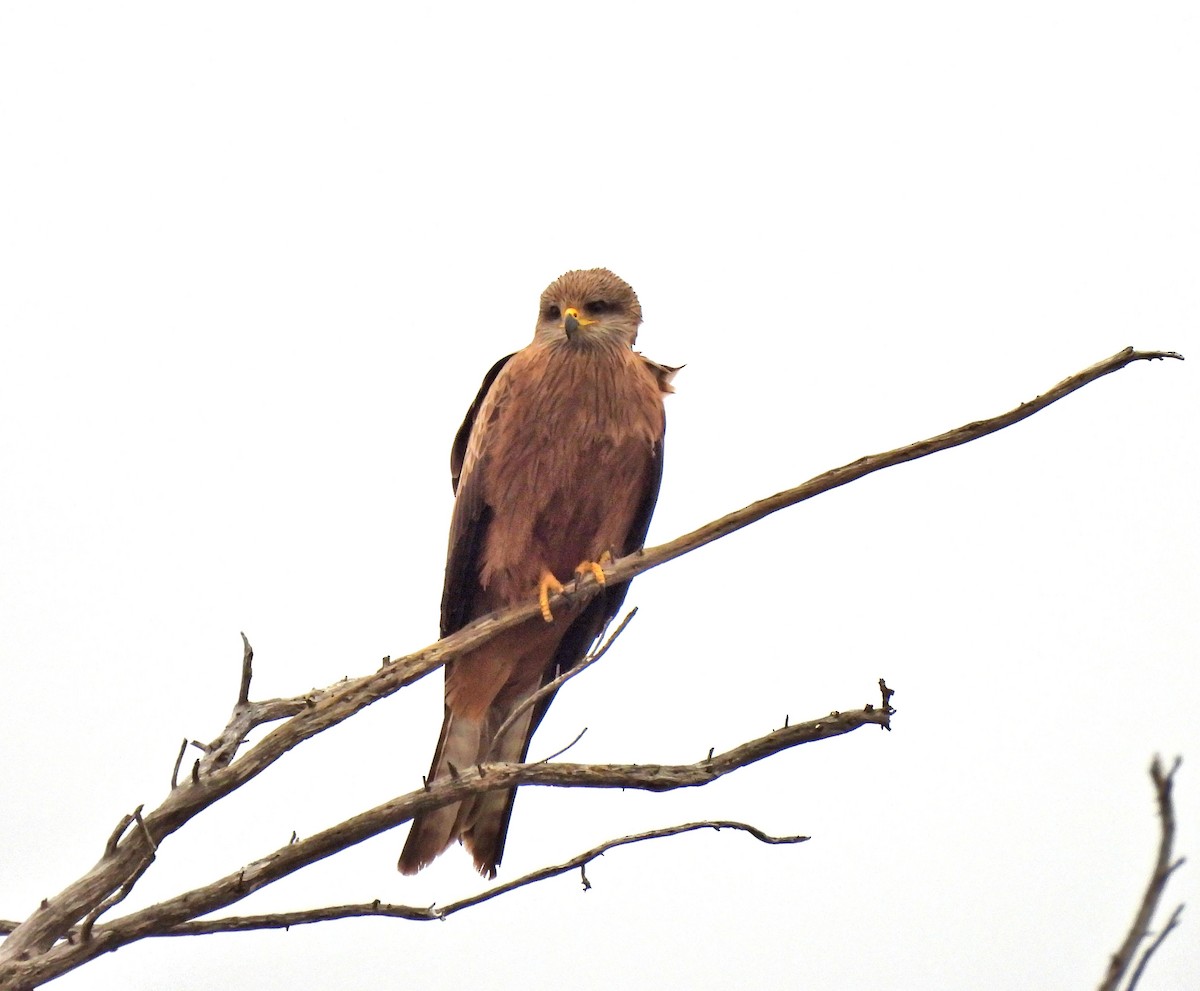 Black Kite - Jennifer (and Scott) Martin