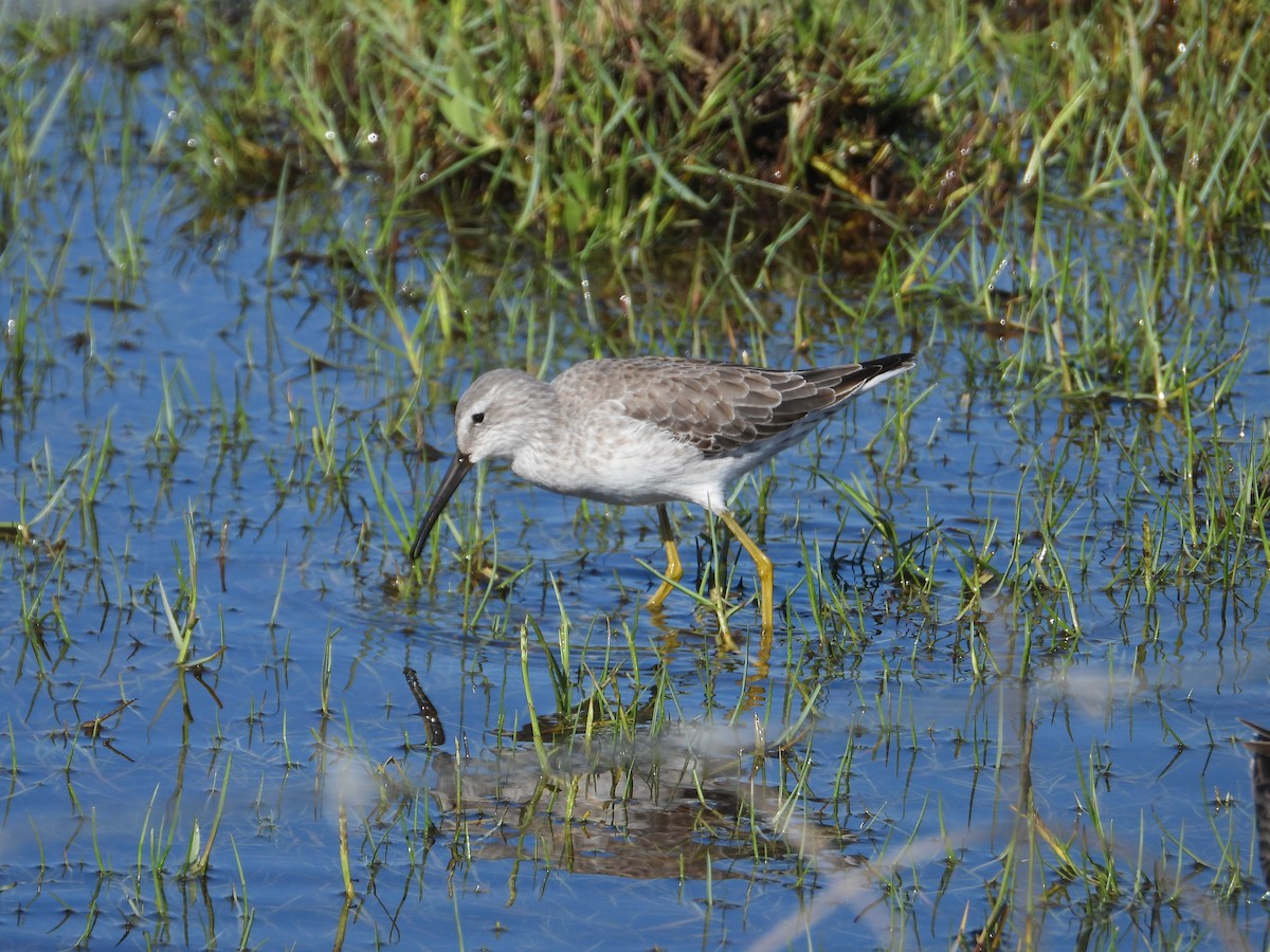 Stilt Sandpiper - ML611244451