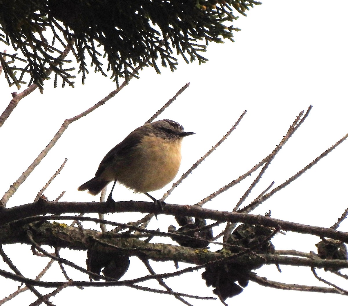 Yellow-rumped Thornbill - Jennifer (and Scott) Martin