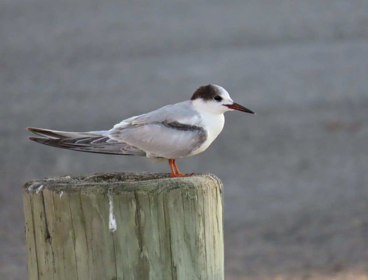Common Tern - Roy Netherton