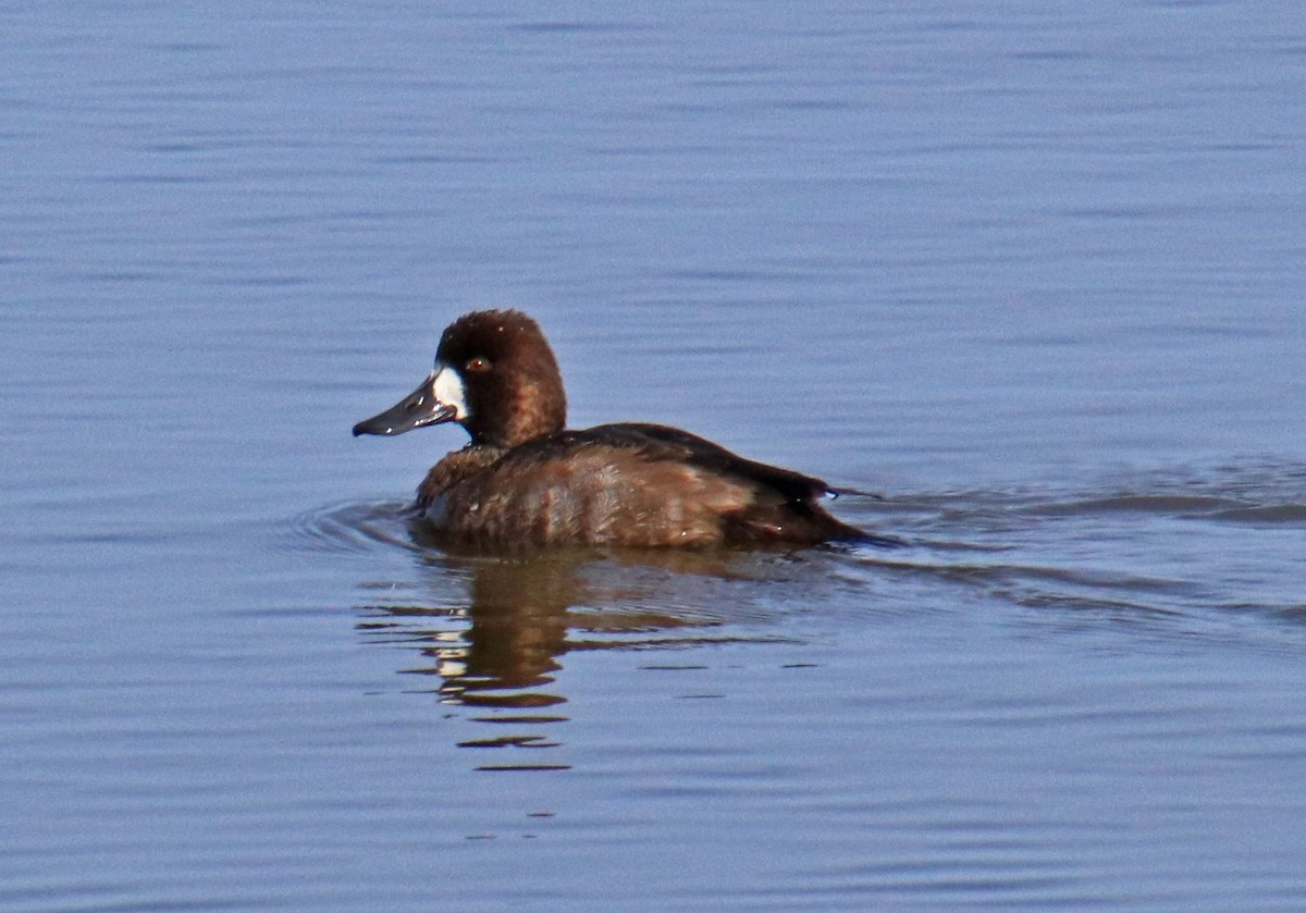 Lesser Scaup - ML611244488