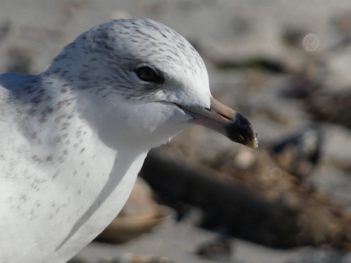 Ring-billed Gull - ML611244508