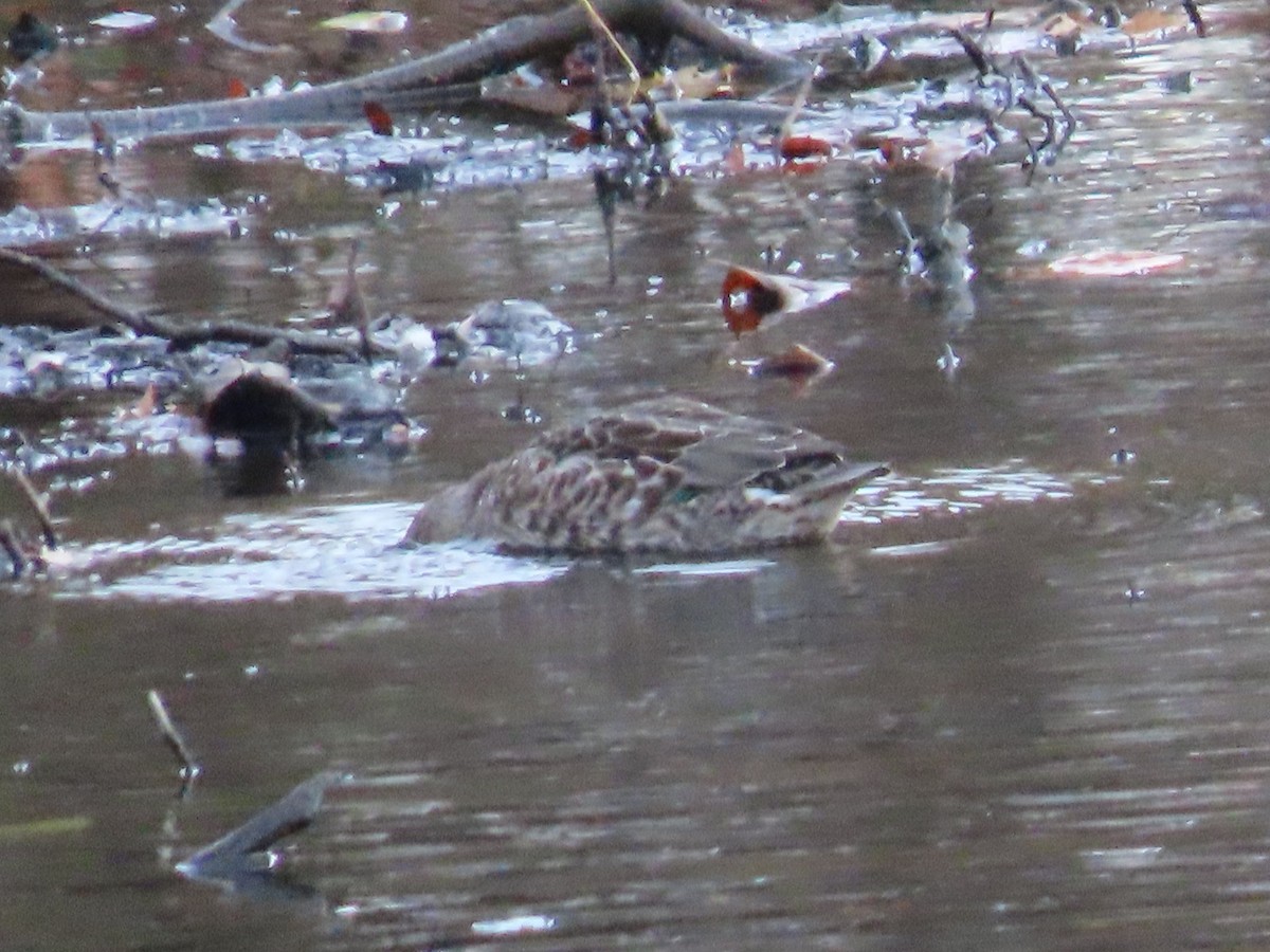 Green-winged Teal - ML611244519