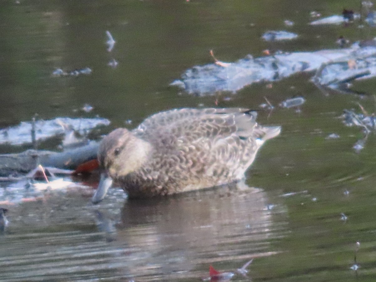 Green-winged Teal - ML611244520