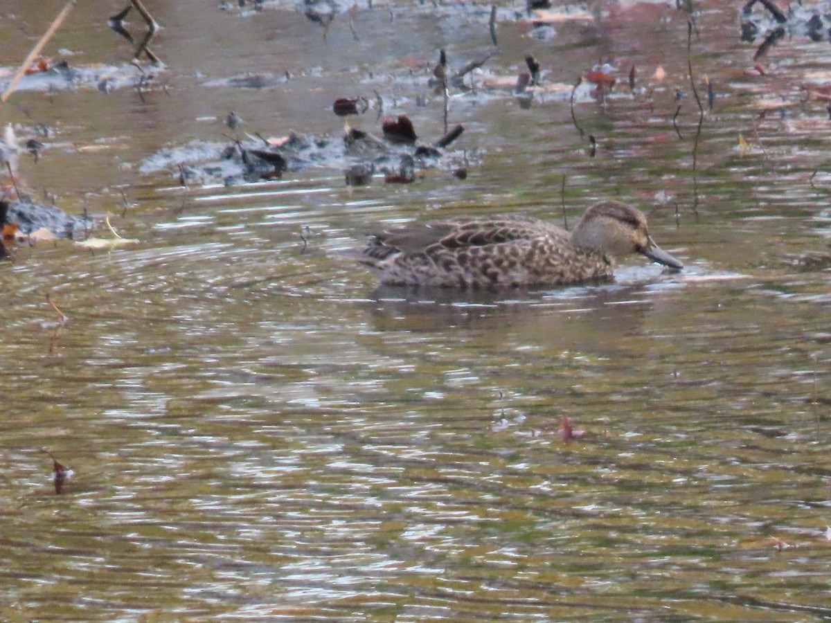 Green-winged Teal - ML611244521