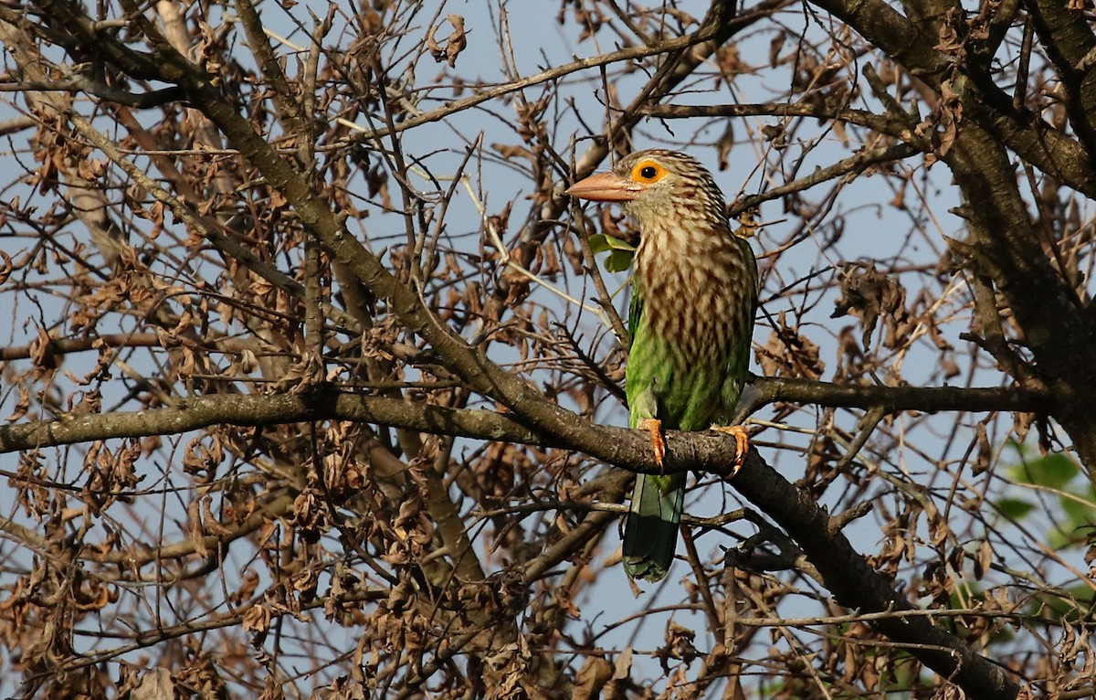 Lineated Barbet - ML611244582
