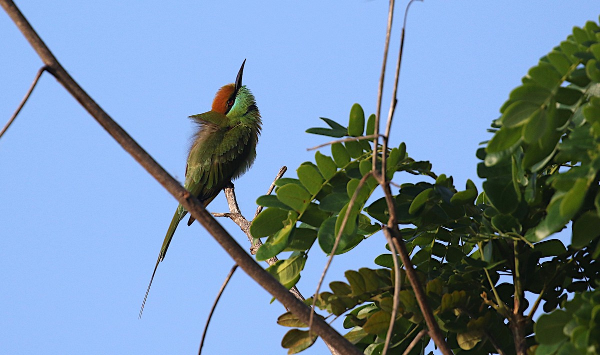 Asian Green Bee-eater - ML611244589