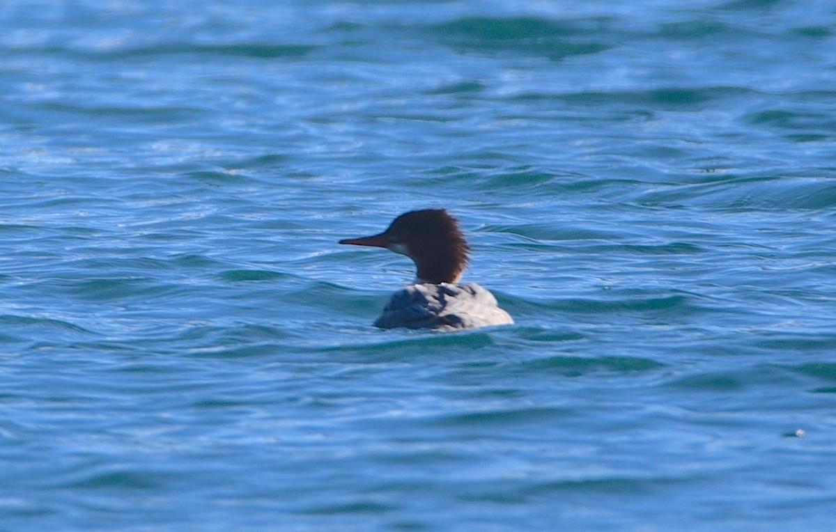 Common Merganser - ML611244594