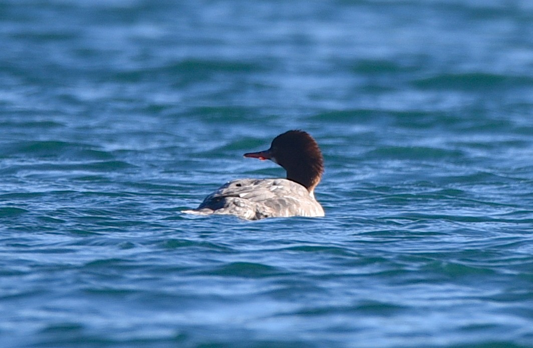 Common Merganser - ML611244595