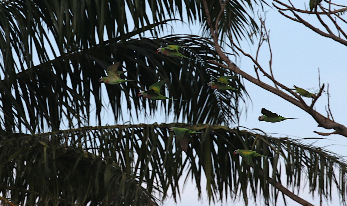 Red-breasted Parakeet - ML611244618