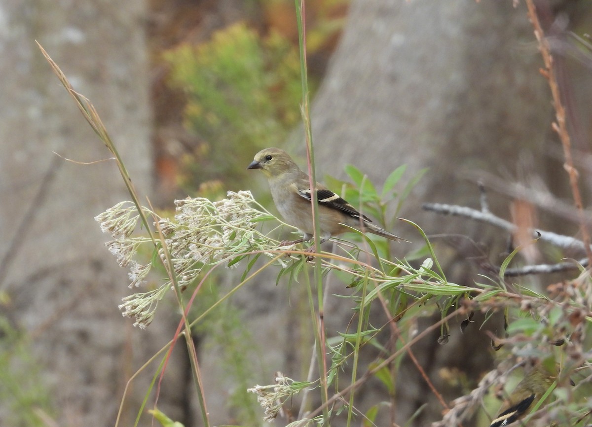 American Goldfinch - ML611244679