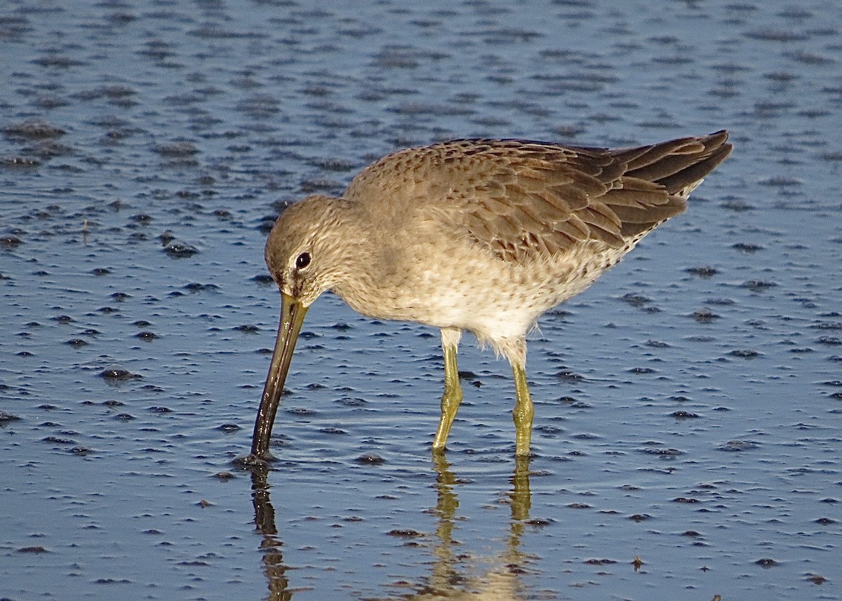 Short-billed Dowitcher - ML611244716