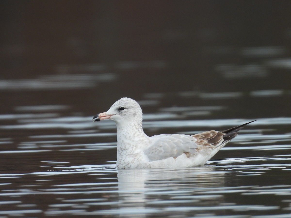 Ring-billed Gull - ML611244759