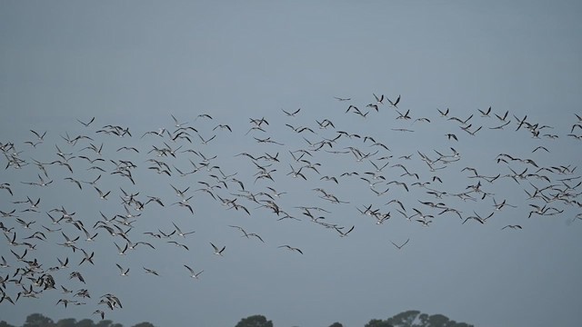 Black Skimmer - ML611244799