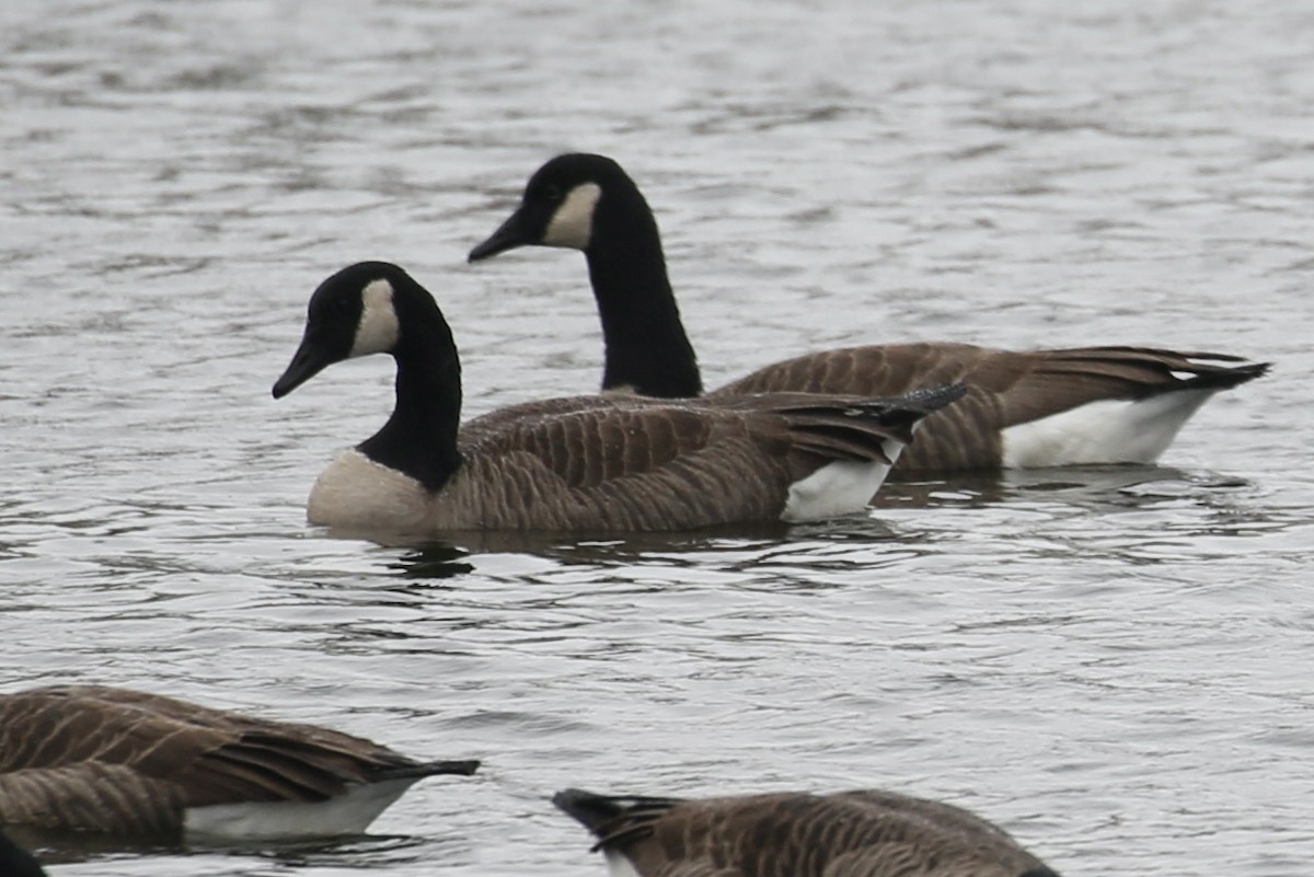 Canada Goose - ML611244802