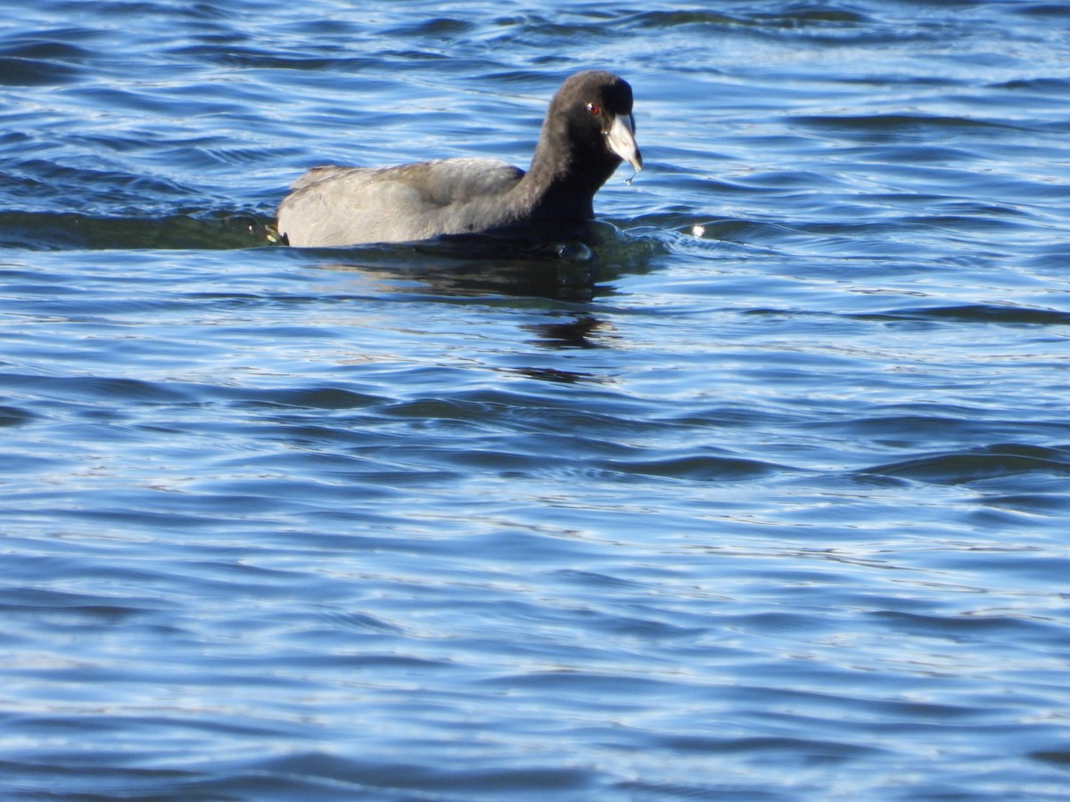 American Coot - ML611244933