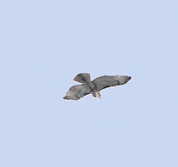 Red-tailed Hawk - ML611245011