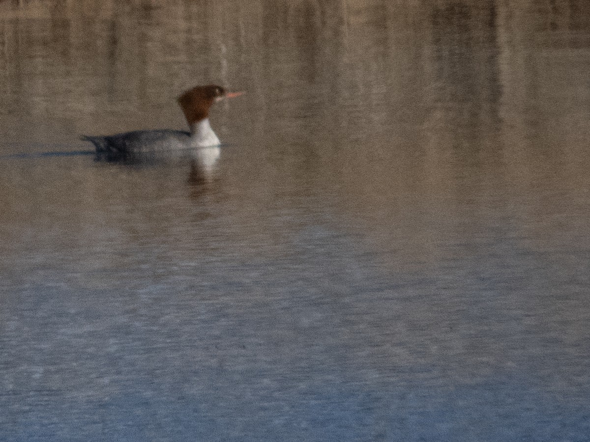 Common Merganser - Tom Nagel