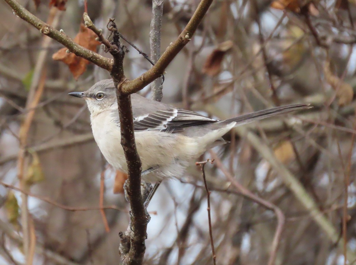 Northern Mockingbird - ML611245145