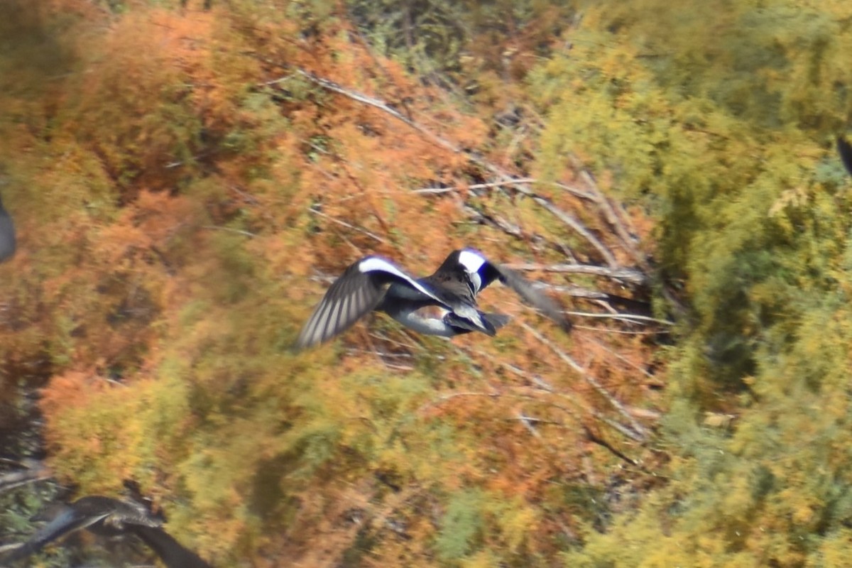 American Wigeon - ML611245235