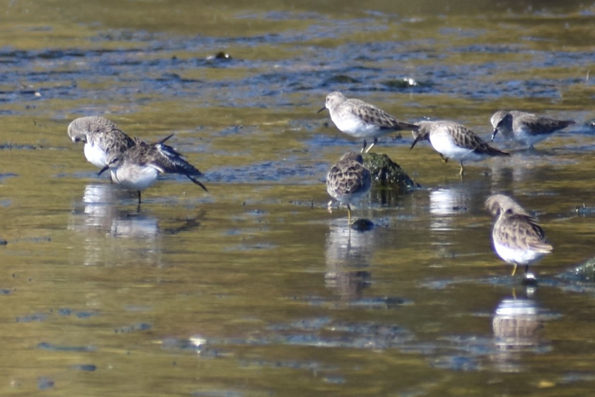 Least Sandpiper - Jason Leduc