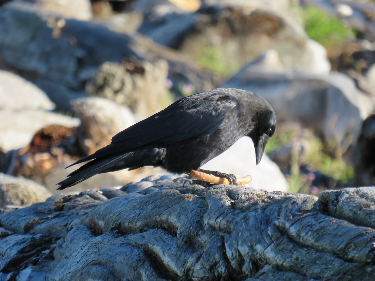 American Crow - ML611245354