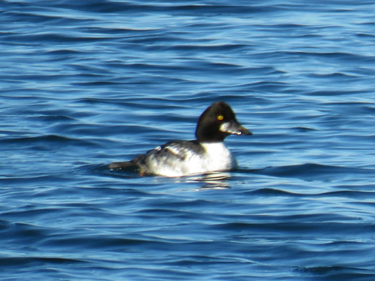 Common Goldeneye - ML611245361