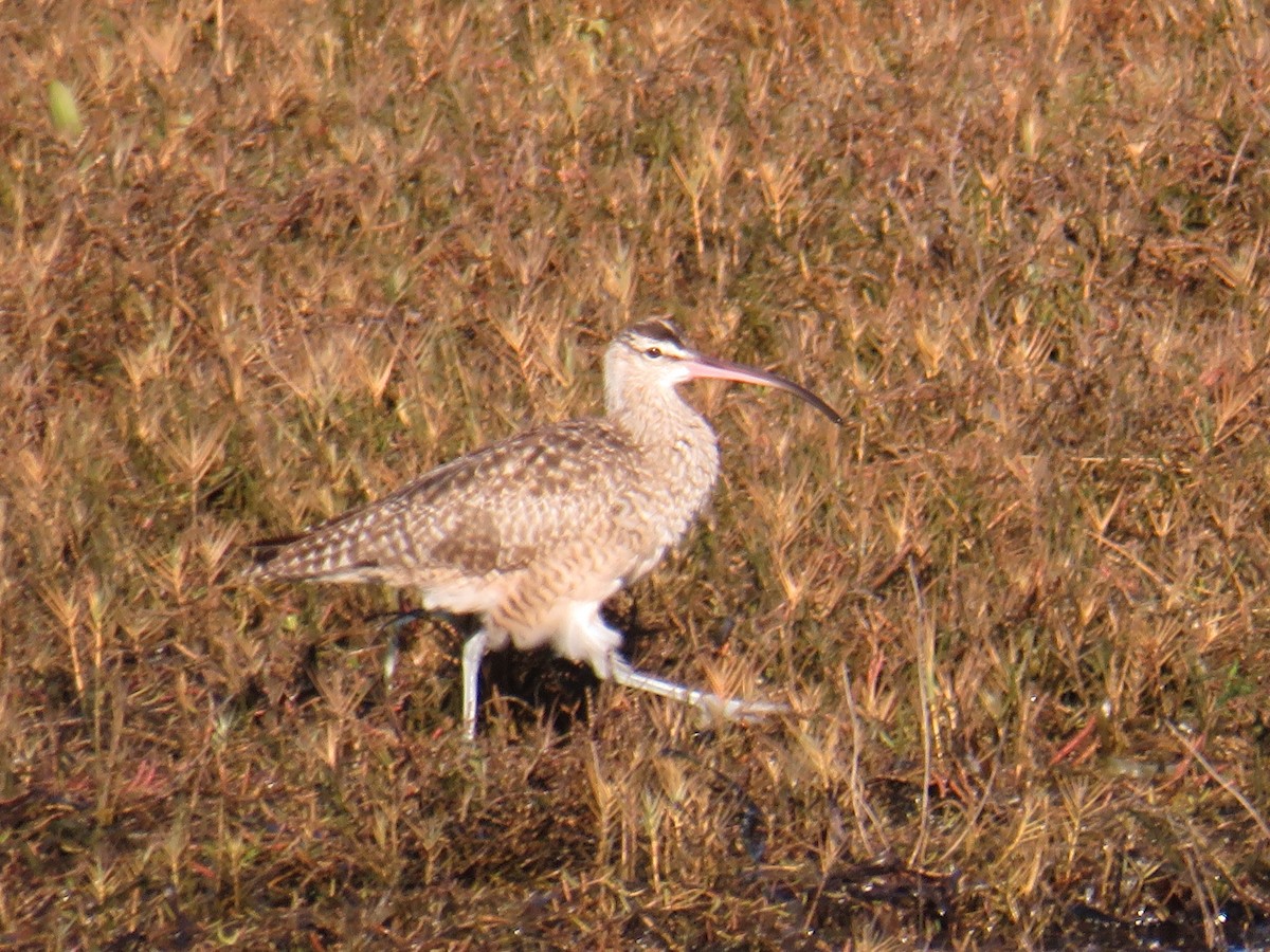 Whimbrel - ML611245368