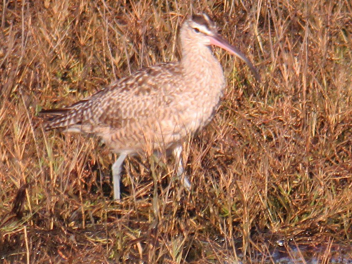 Whimbrel - ML611245370