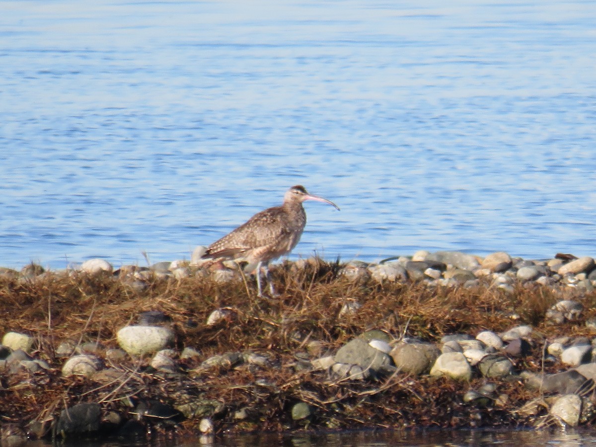 Whimbrel - ML611245371