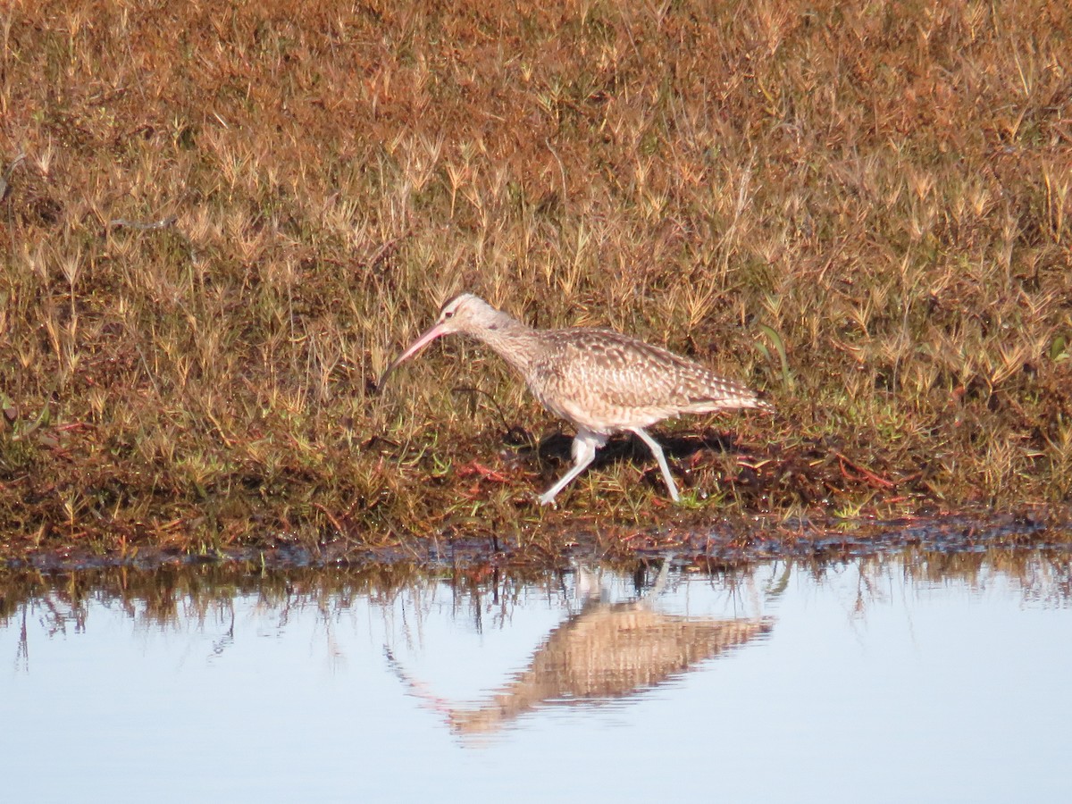 Whimbrel - ML611245377