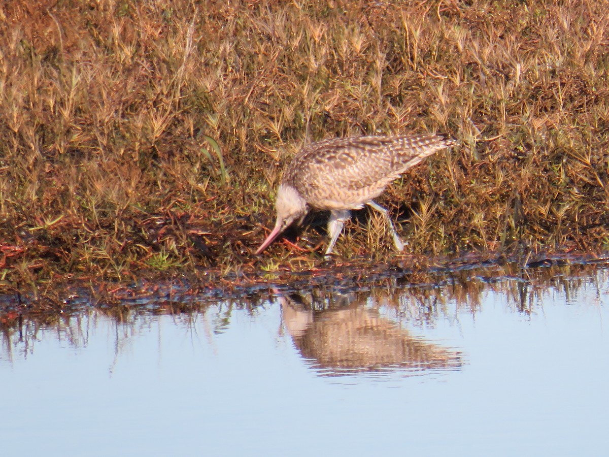 Whimbrel - ML611245378