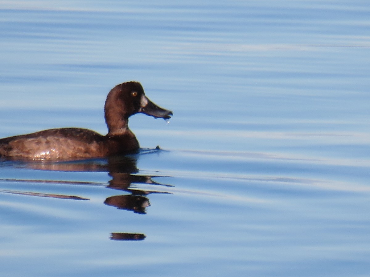 Greater Scaup - ML611245381