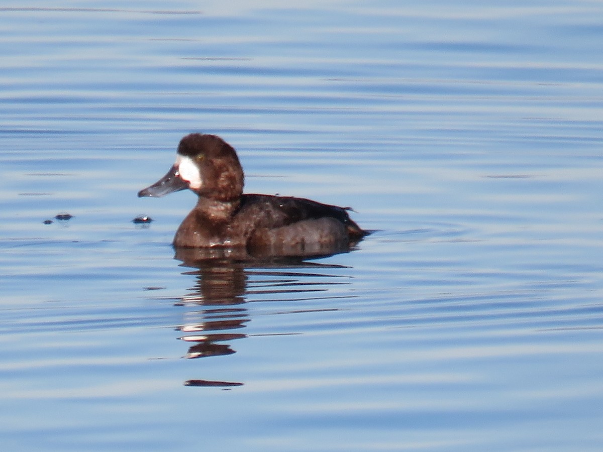 Greater Scaup - ML611245383