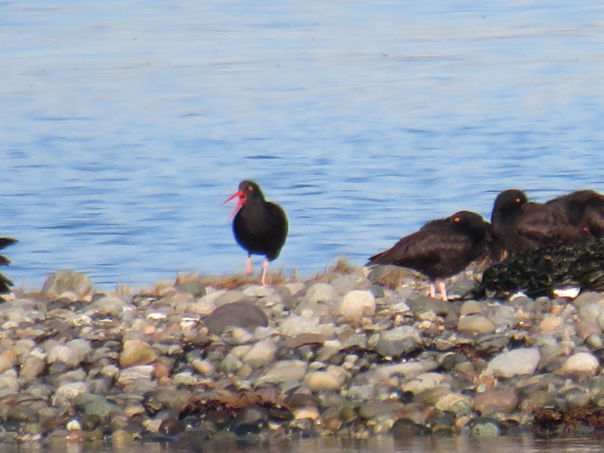 Black Oystercatcher - ML611245390