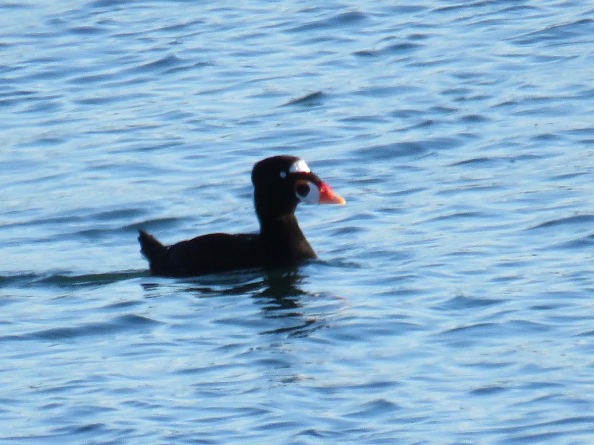 Surf Scoter - ML611245403