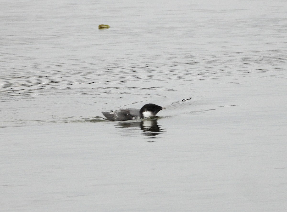 Ancient Murrelet - Mourad Jabra