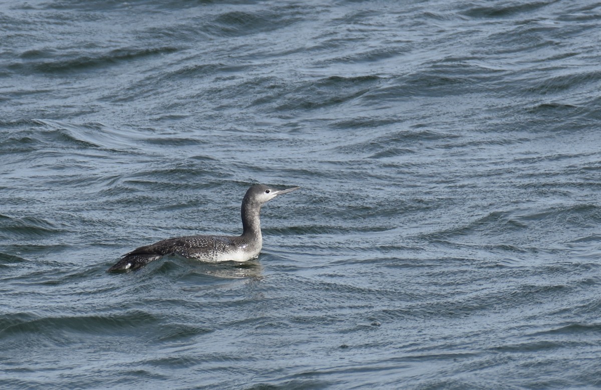 Red-throated Loon - ML611245498