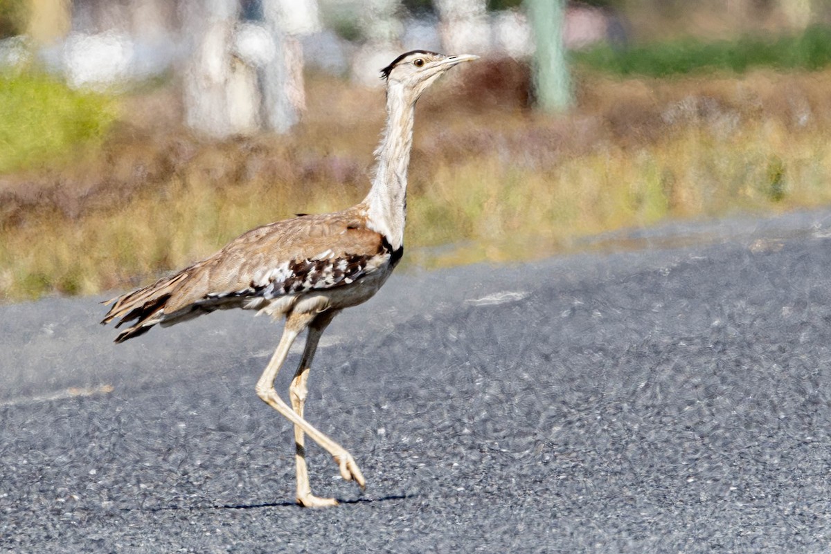 Australian Bustard - Linda McNulty