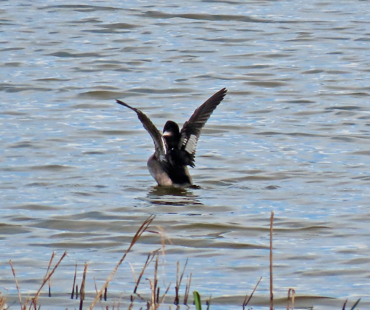 Bufflehead - ML611245641