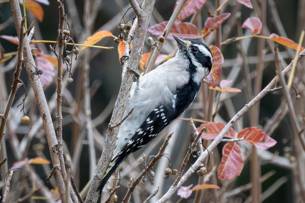 Downy Woodpecker (Pacific) - ML611245702