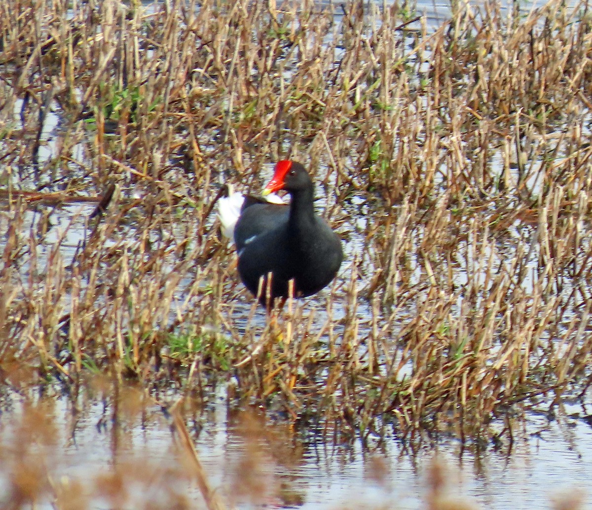 Common Gallinule (Hawaiian) - ML611245715