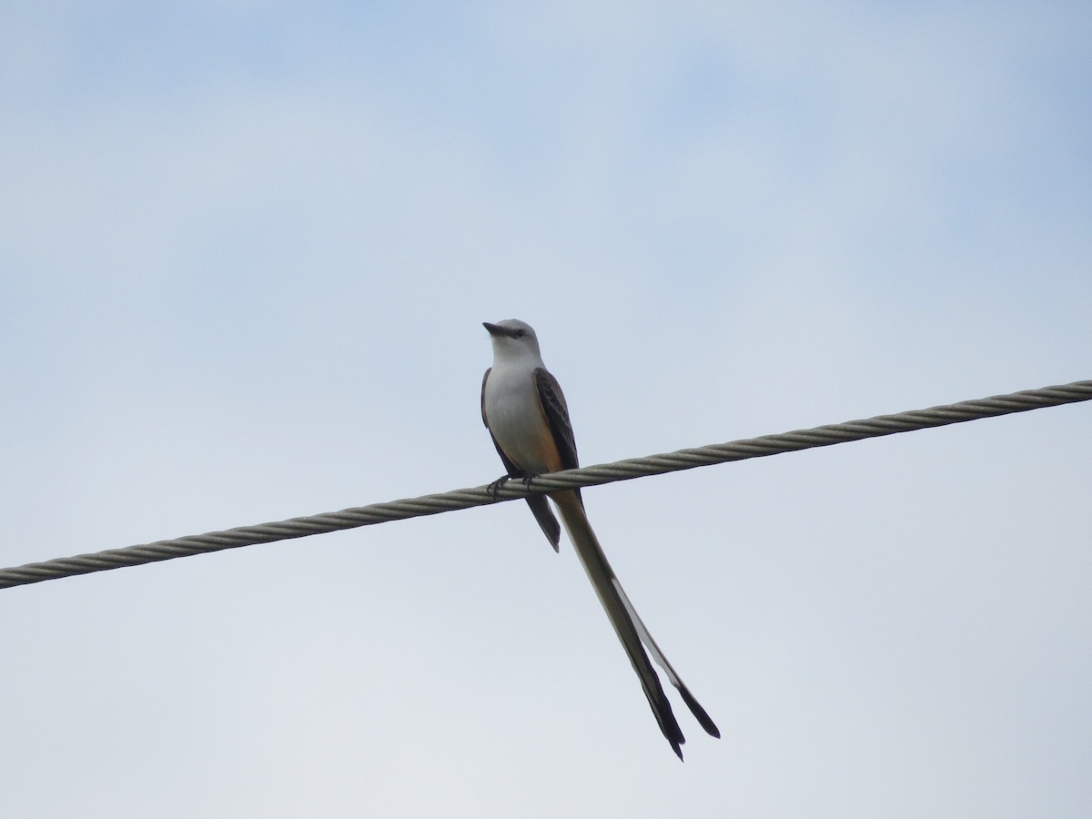 Scissor-tailed Flycatcher - ML611245736