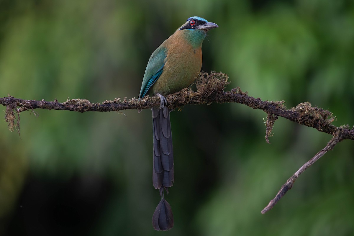 Lesson's Motmot - Josanel Sugasti -photographyandbirdingtourspanama