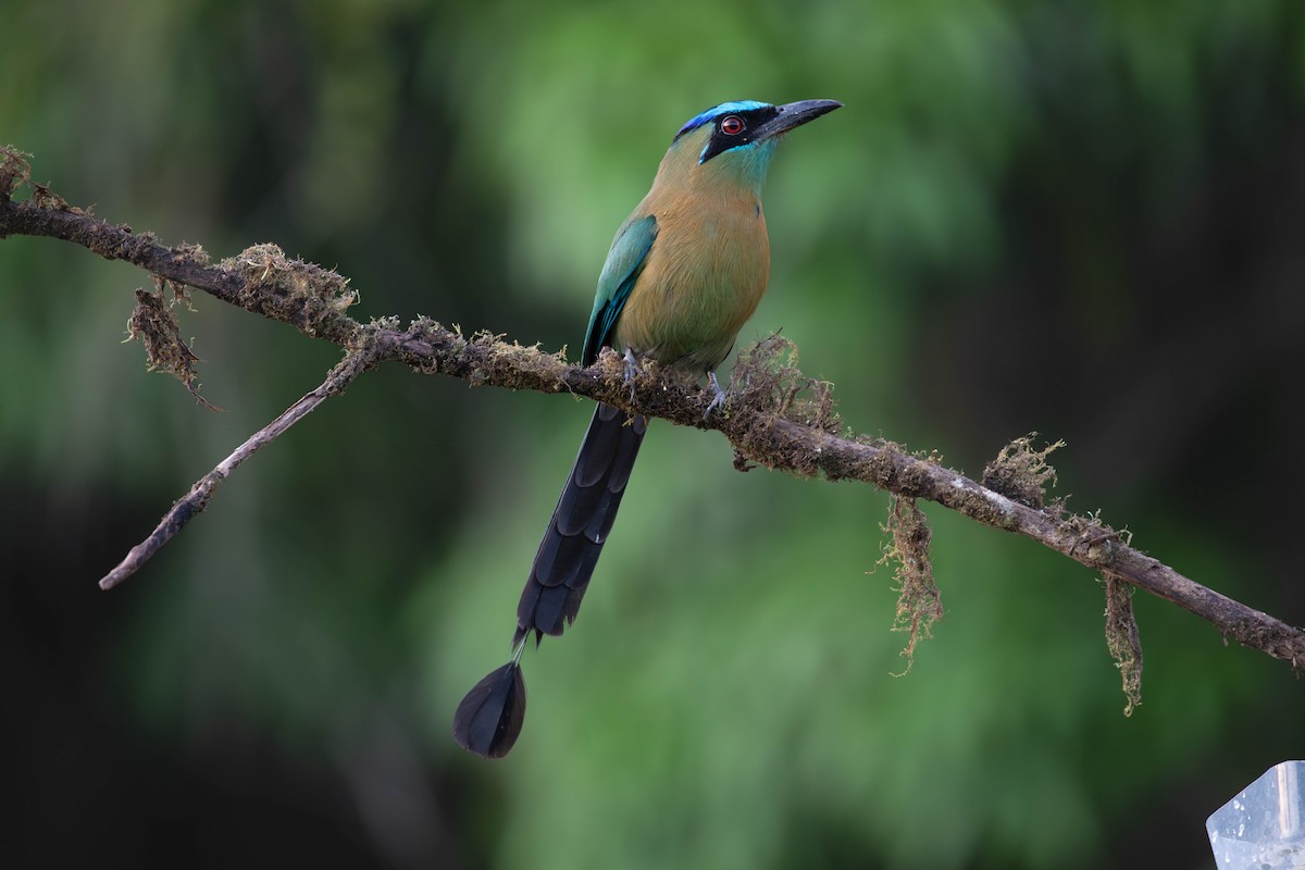 Lesson's Motmot - Josanel Sugasti -photographyandbirdingtourspanama