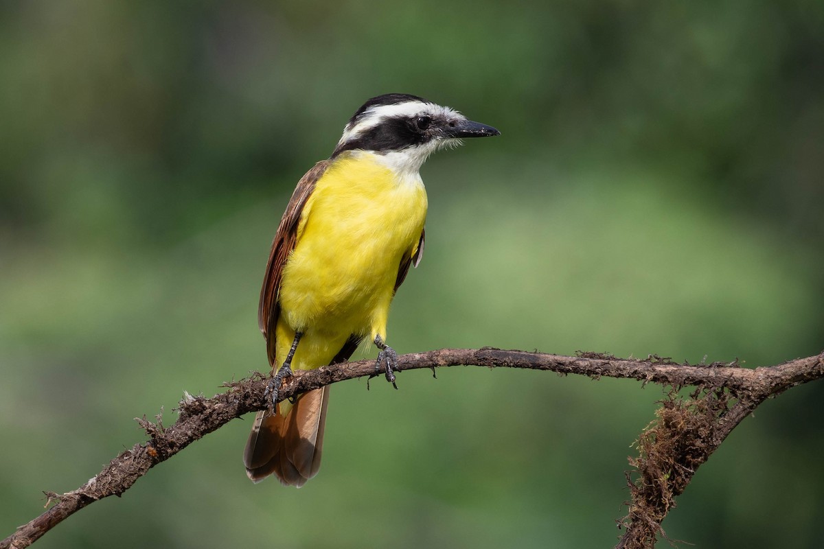 Great Kiskadee - Josanel Sugasti -photographyandbirdingtourspanama