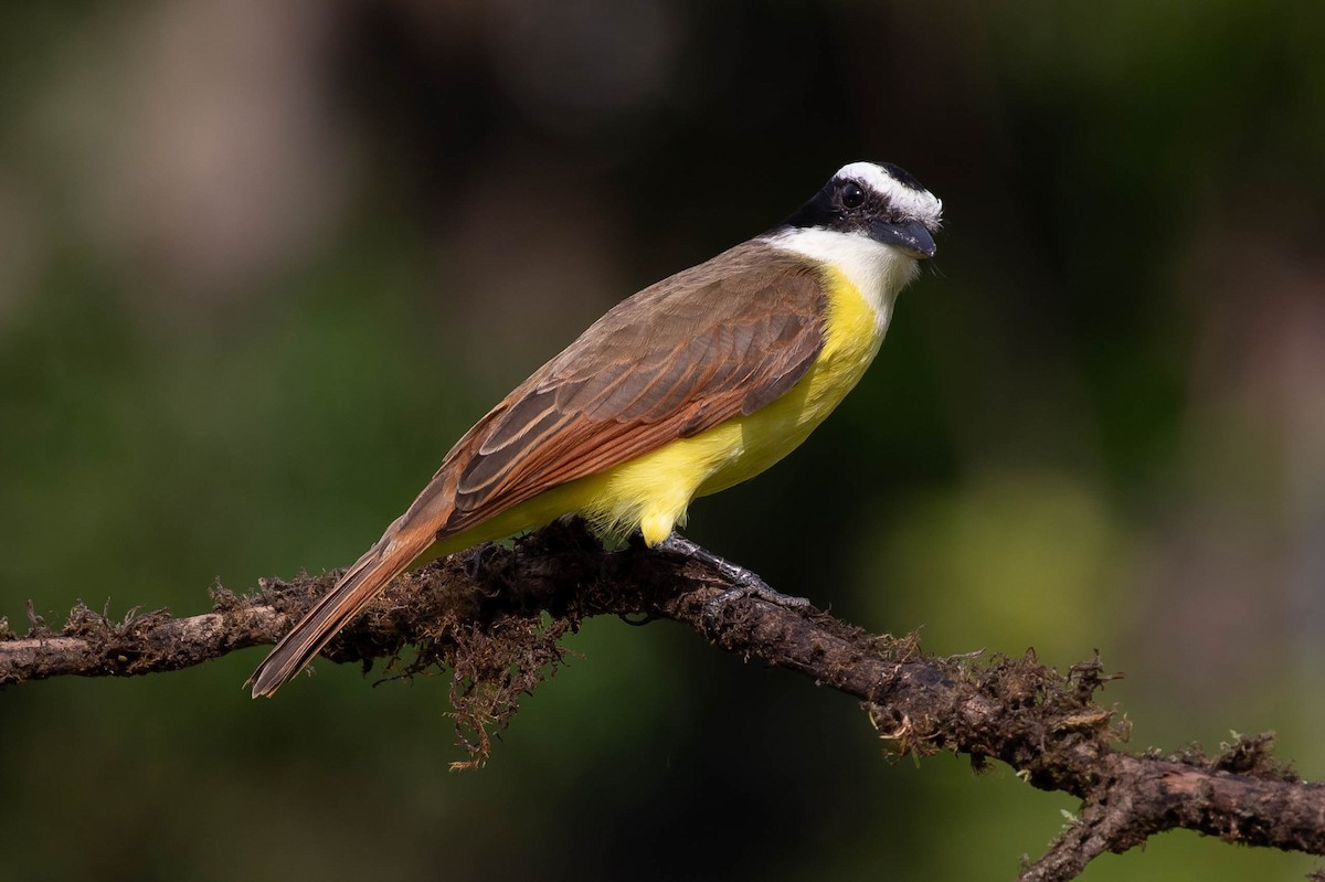 Great Kiskadee - Josanel Sugasti -photographyandbirdingtourspanama